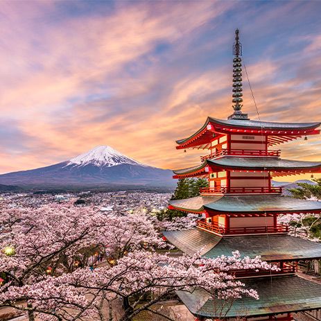 Cherry blossom season in Japan with Mount Fuji in the distance