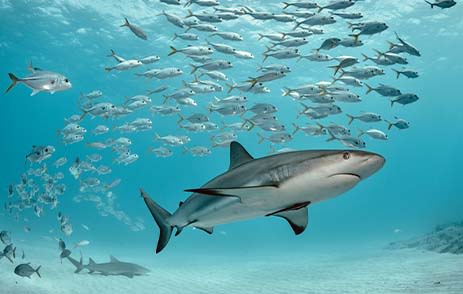 Blacktip Reef Shark swimming with school of fish in Maldives