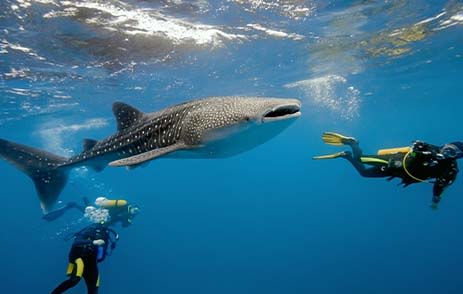 Whale shark with scuba divers in Maldives