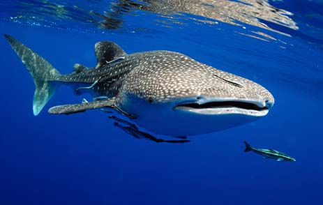 Whale Shark in Maldives