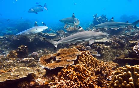 Blacktip Reef Shark in Maldives reef