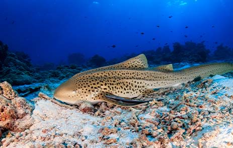 Adult Leopard Shark in Maldives