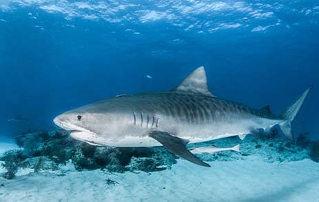 Tiger Shark in Maldives