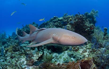 Nurse Shark in Maldives