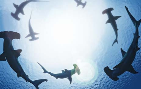 Hammerhead Sharks circling in Maldives water