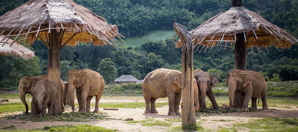  Elephant Nature Park Sanctuary.