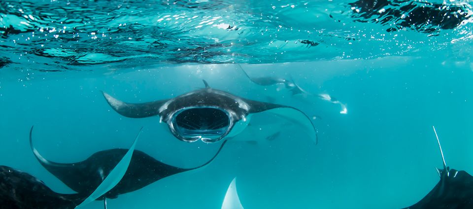 Manta Ray