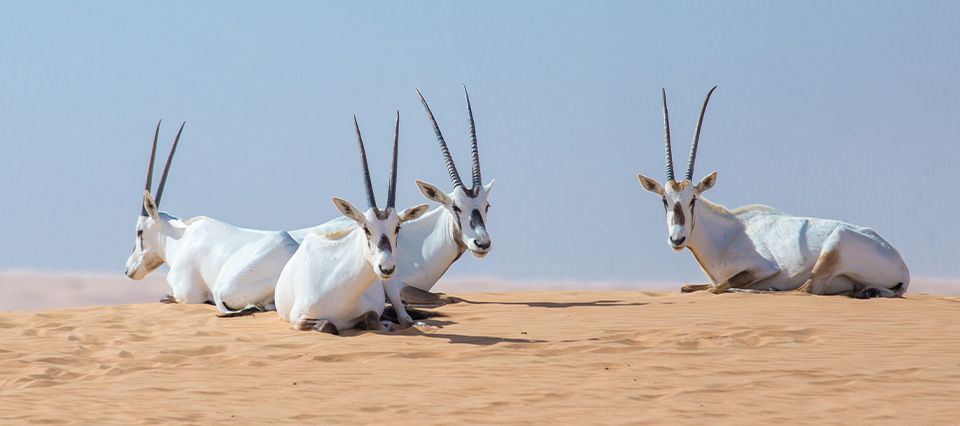 Desert conservation reserve