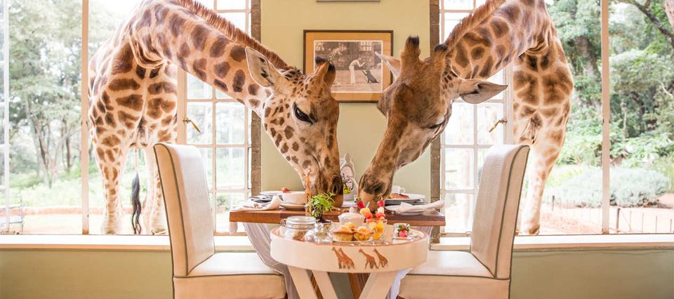 Giraffe Manor