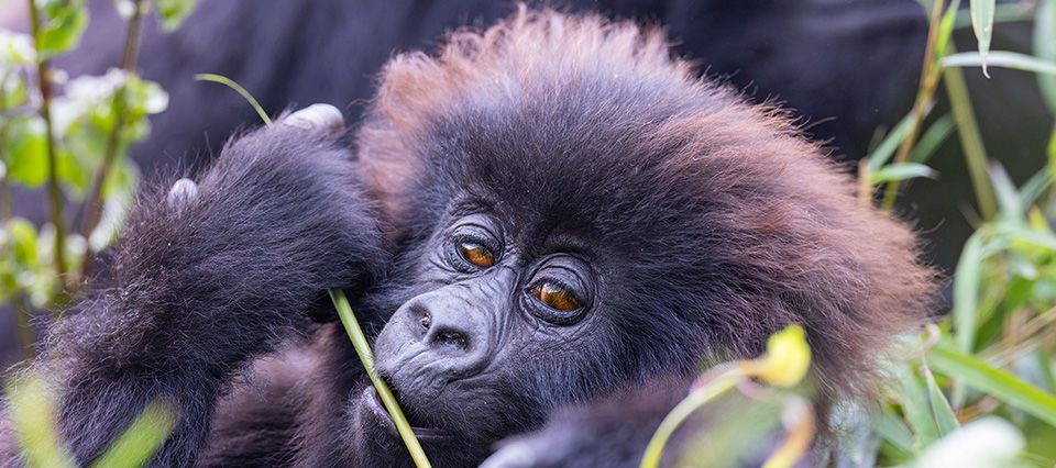 Meet the mountain gorillas in Rwanda