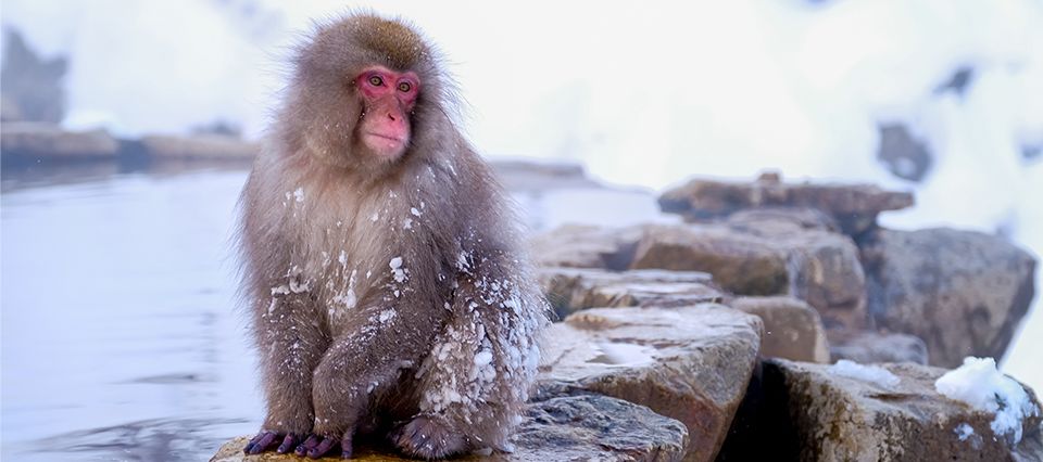 Japanese macaque