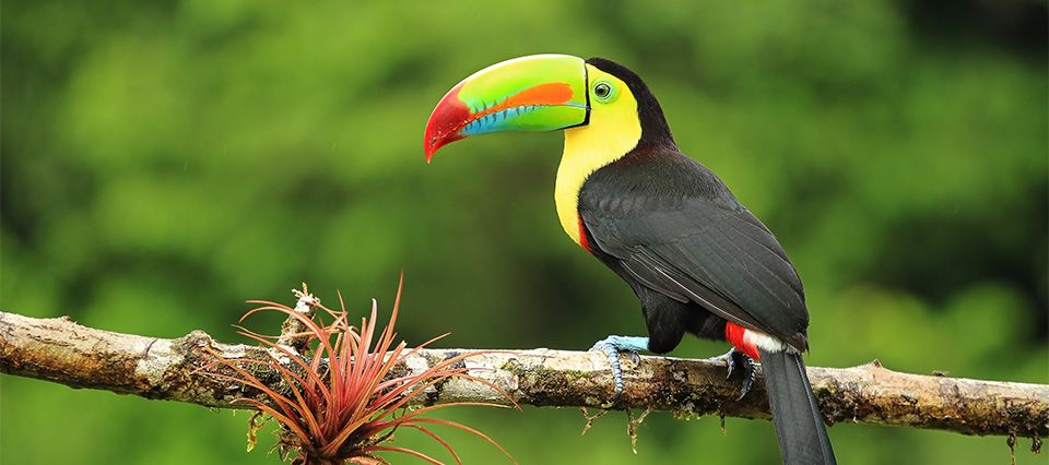 Toucan in Costa Rica