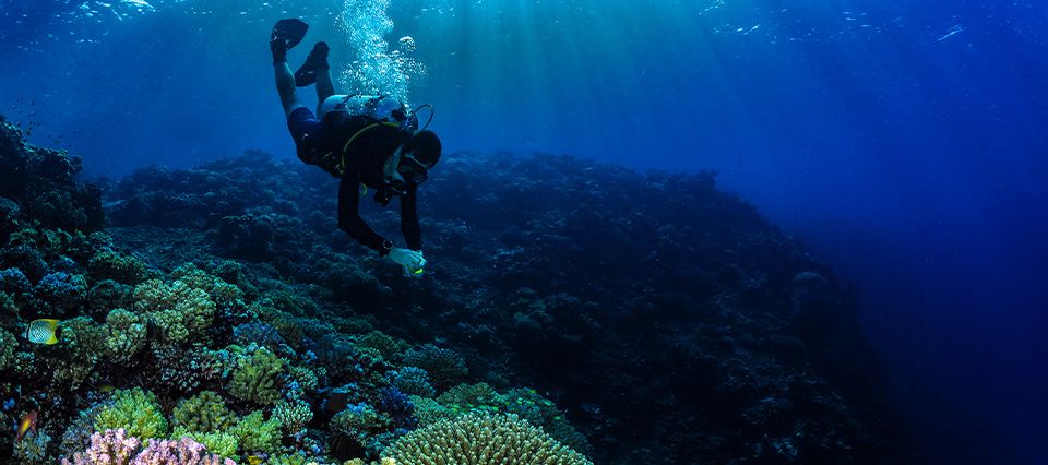 Diving the reef in Red Sea