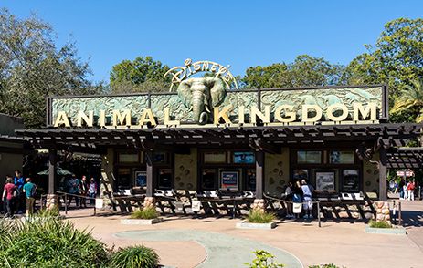 Rhino within Disney’s Animal Kingdom Theme Park, Orlando Florida