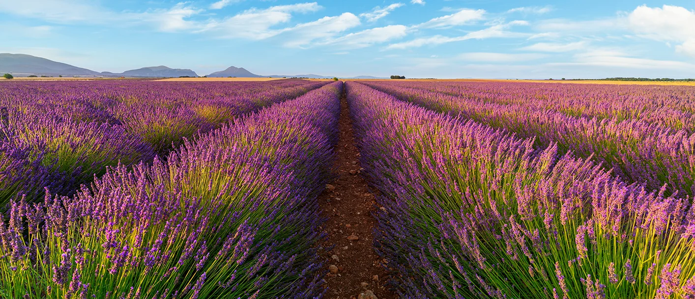 Lavender field in Provence