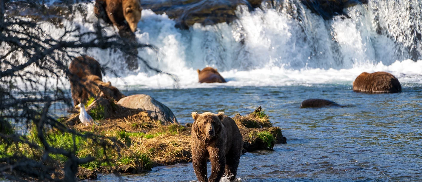 Brown bears in Alaska