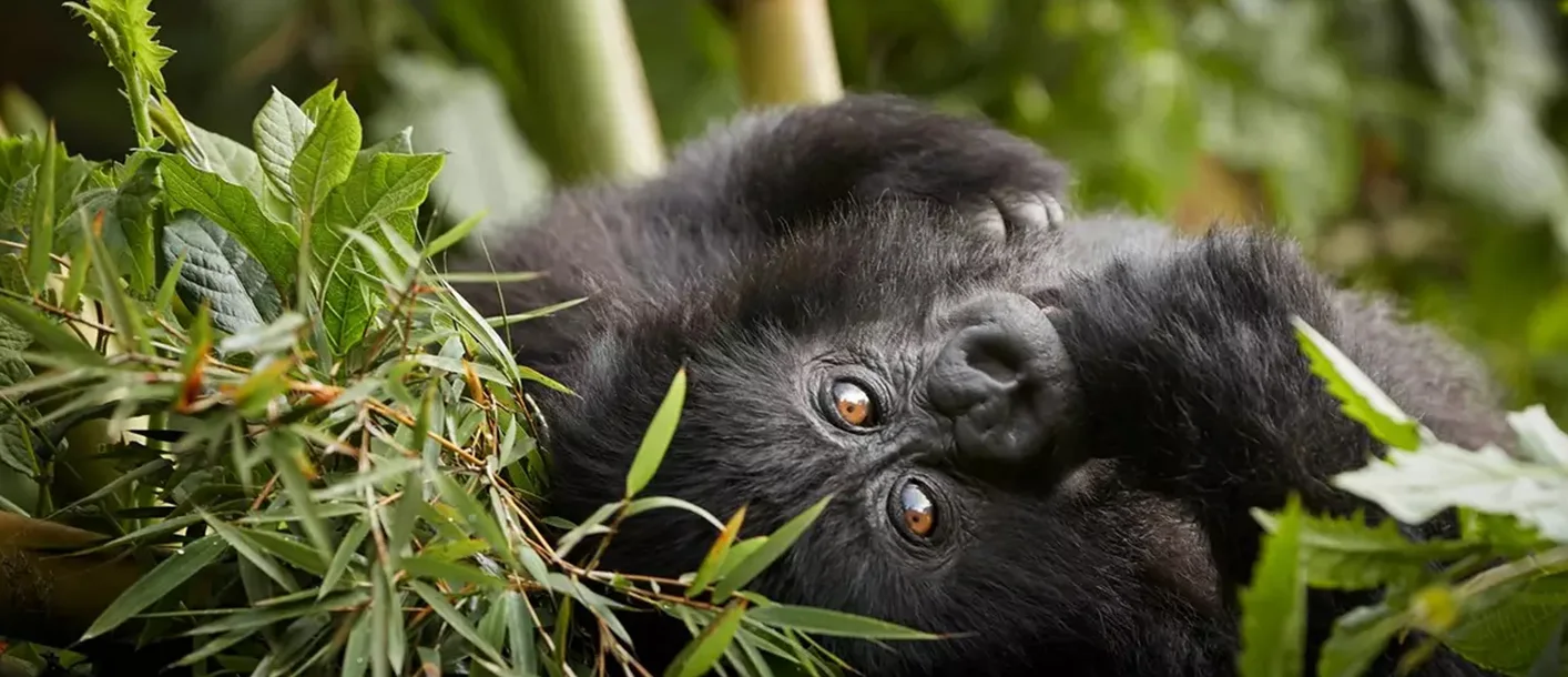Best luxury hotels for gorilla trekking Rwanda