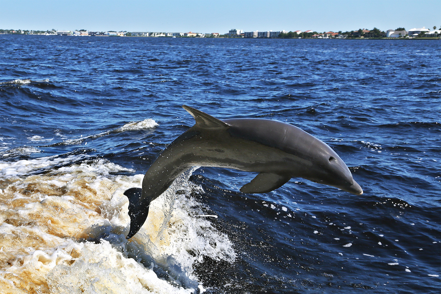 Dolphin conservation on an eco-tourism Florida holiday