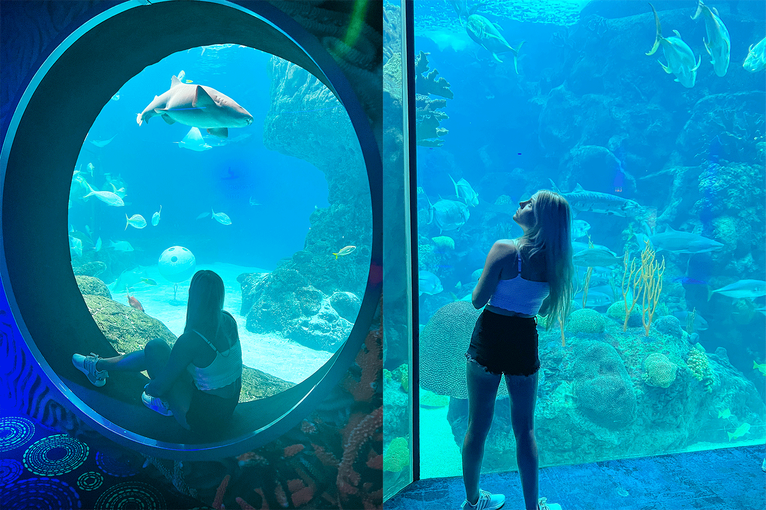 Ocean Florida's Theme Park Tester at The Florida Aquarium