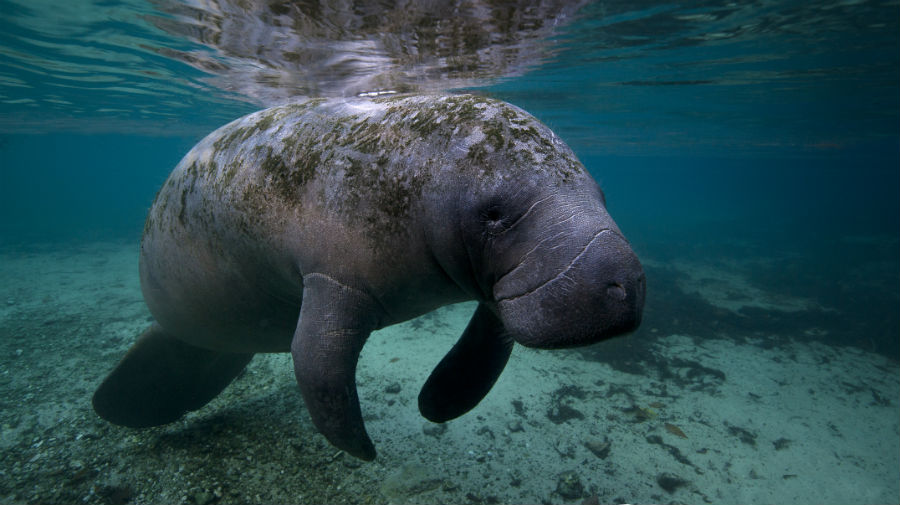 Manatee park fort myers florida