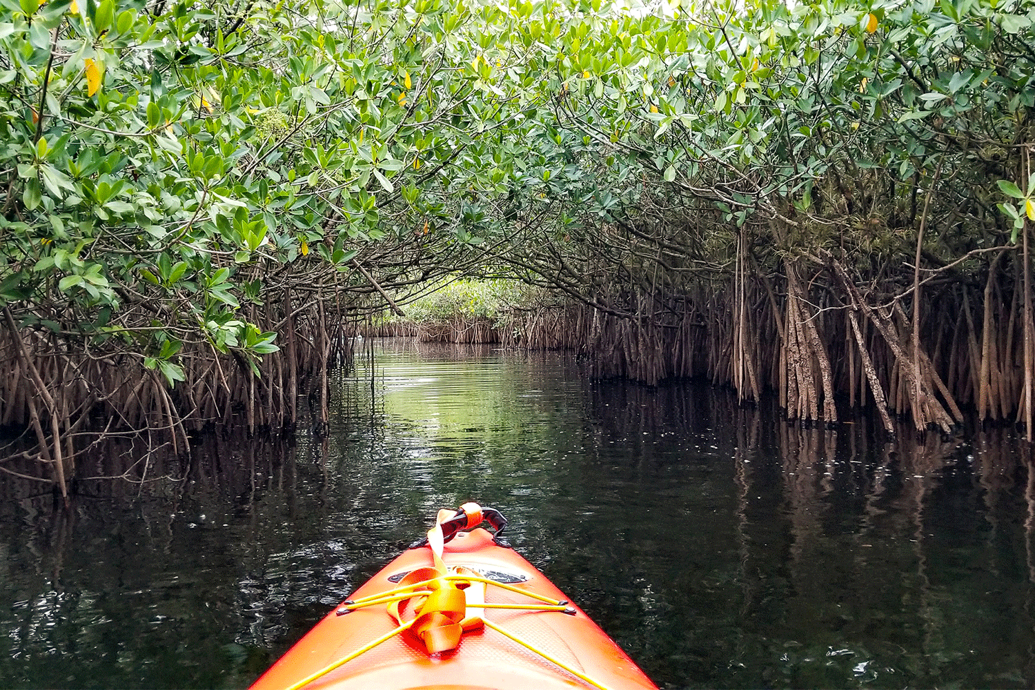 Big Cypress National Preserve kayak