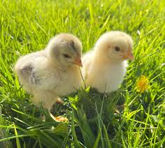 Maximizing Egg Production: Why the ISA Brown is Kenya's Top Layer Bird
