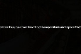Commercial Layer vs. Dual-Purpose Brooding: Temperature and Space Comparison (Day 9)