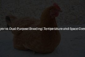 Commercial Layer vs. Dual-Purpose Brooding: Temperature and Space Comparison (Day 6)