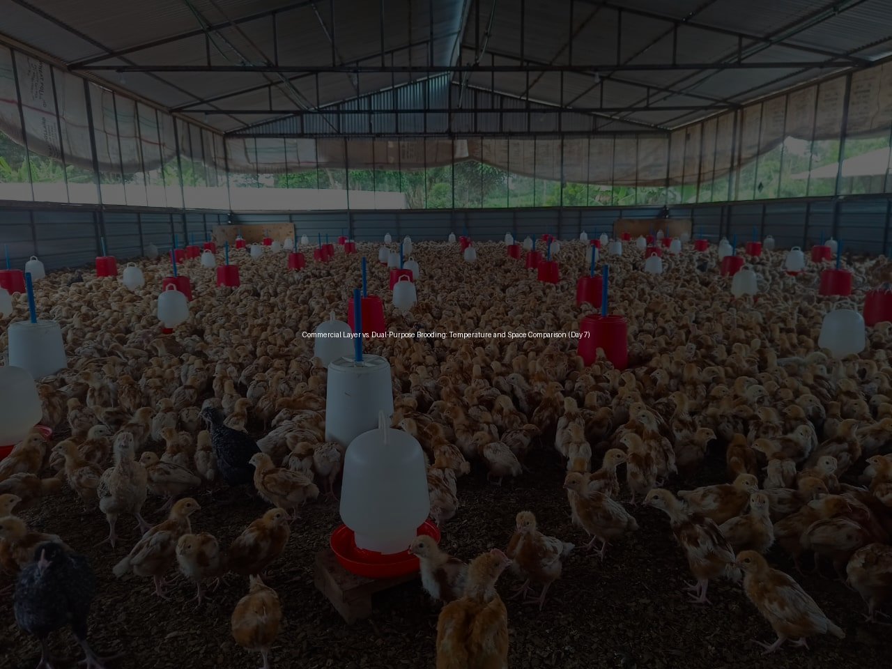 Commercial Layer vs. Dual-Purpose Brooding: Temperature and Space Comparison (Day 7)