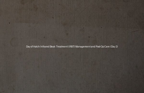Day of Hatch Infrared Beak Treatment (IRBT) Management and Post-Op Care (Day 2)