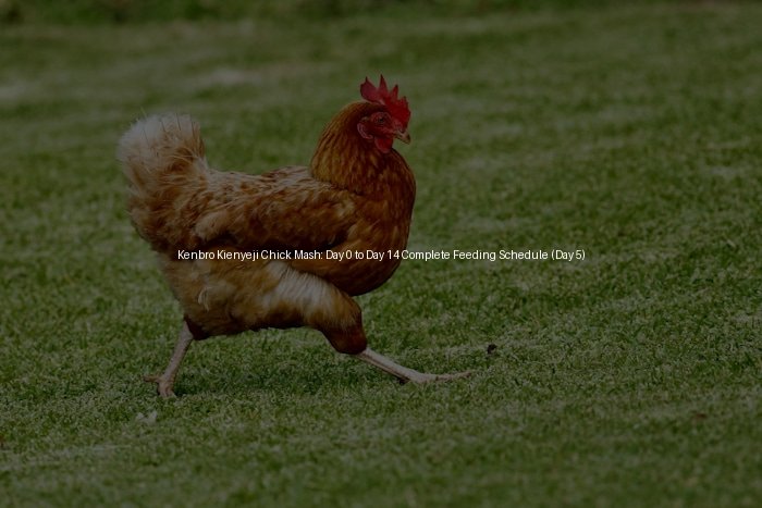 Kenbro Kienyeji Chick Mash: Day 0 to Day 14 Complete Feeding Schedule (Day 5)