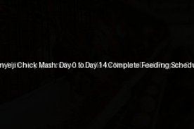 Kenbro Kienyeji Chick Mash: Day 0 to Day 14 Complete Feeding Schedule (Day 10)