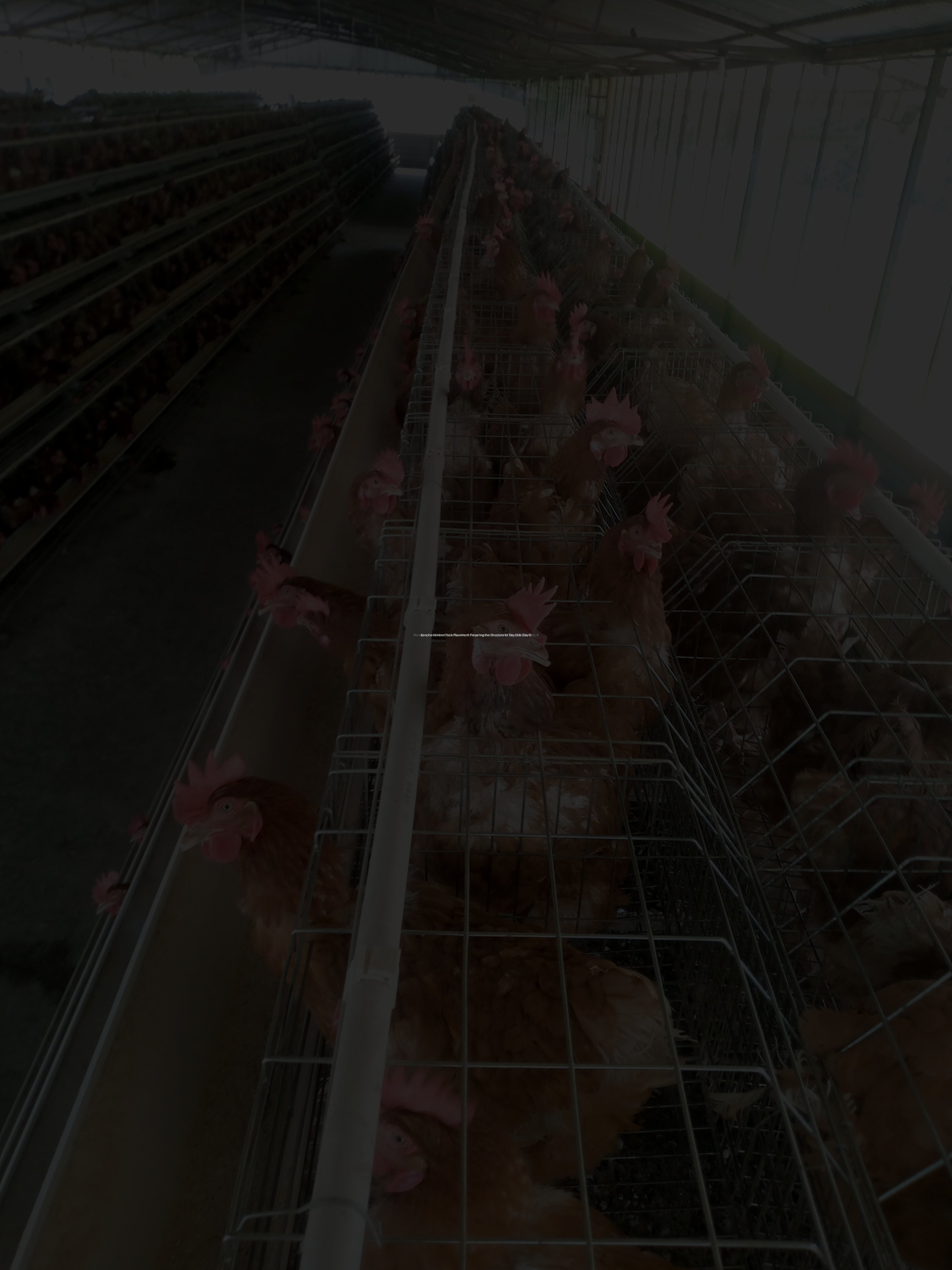 Kenchic Kenbro Chick Placement: Preparing the Structure for Day-Olds (Day 6)