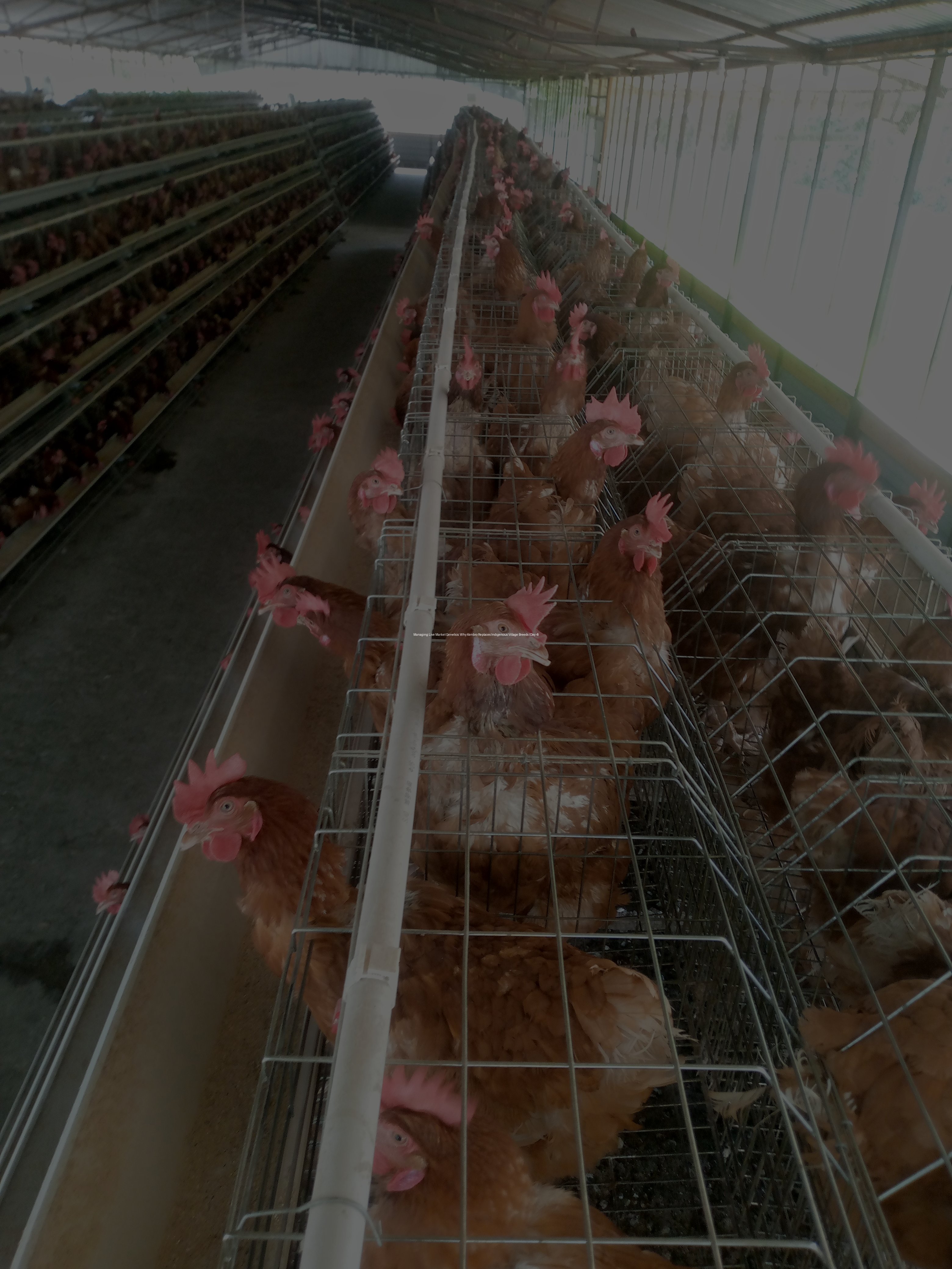 Managing Live Market Genetics: Why Kenbro Replaces Indigenous Village Breeds (Day 4)