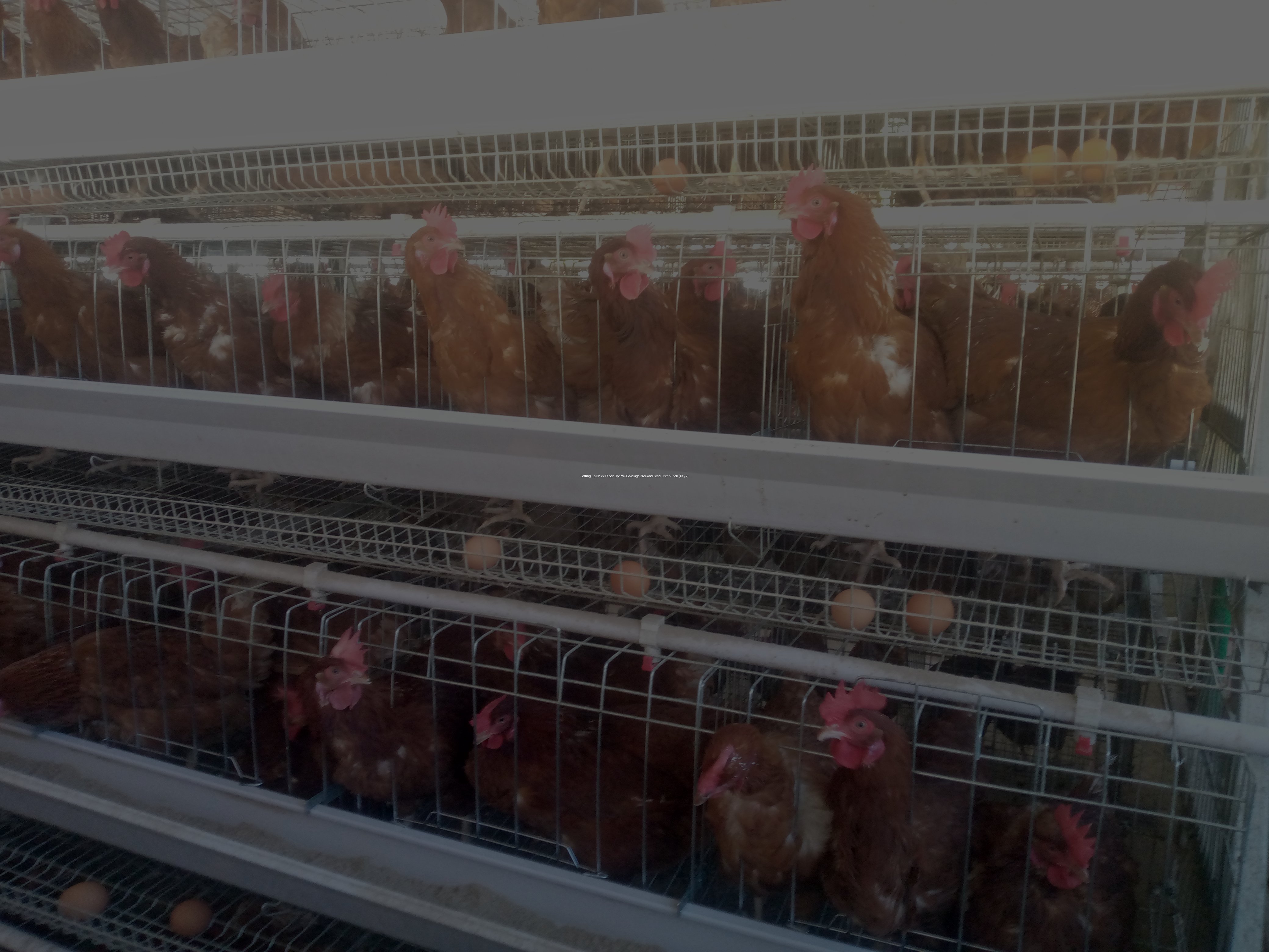 Setting Up Chick Paper: Optimal Coverage Area and Feed Distribution (Day 2)