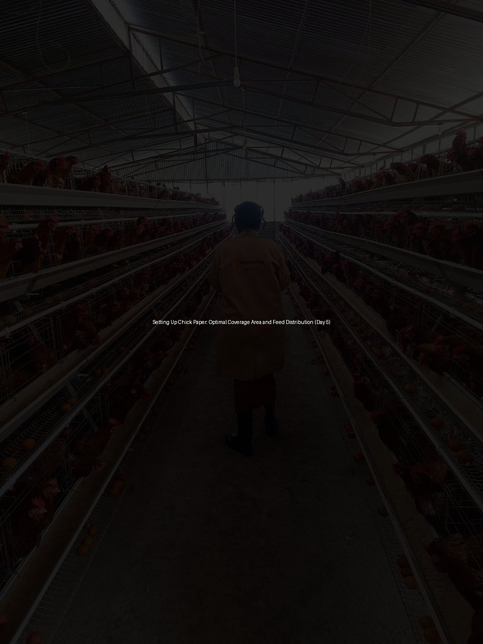 Setting Up Chick Paper: Optimal Coverage Area and Feed Distribution (Day 5)