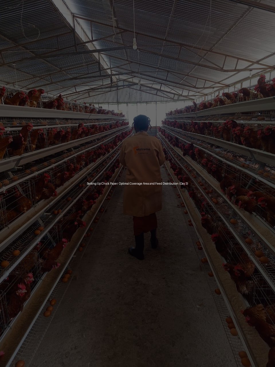 Setting Up Chick Paper: Optimal Coverage Area and Feed Distribution (Day 3)