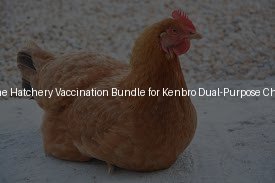 The Day-One Hatchery Vaccination Bundle for Kenbro Dual-Purpose Chicks (Day 2)