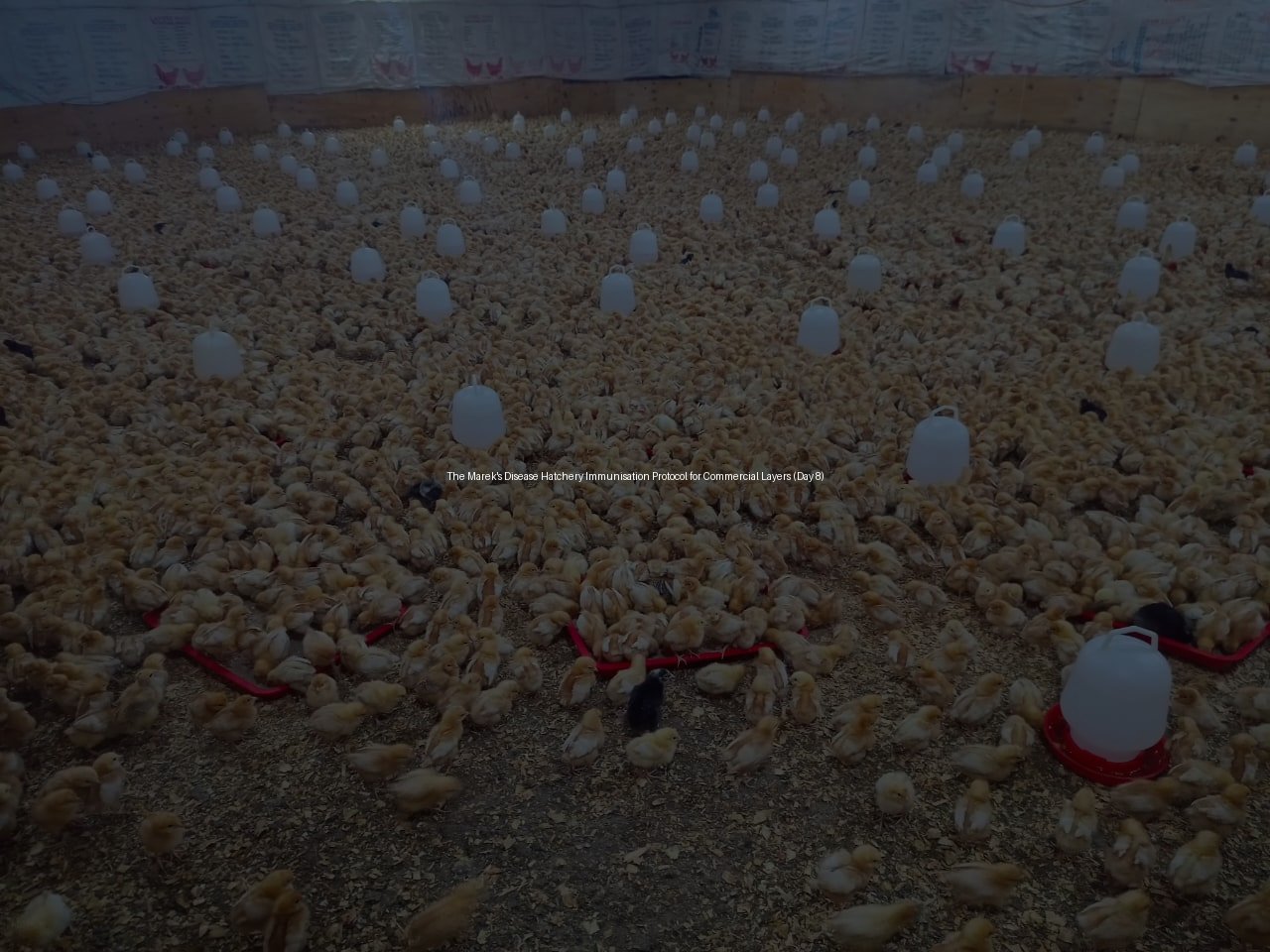 The Marek's Disease Hatchery Immunisation Protocol for Commercial Layers (Day 8)