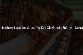 Tropical Hatchery Logistics: Securing Day-Old Chicks Safely in Kenya (Day 6)