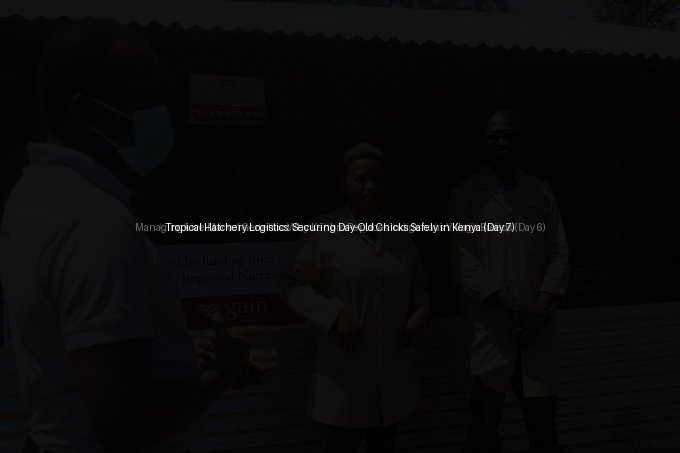 Tropical Hatchery Logistics: Securing Day-Old Chicks Safely in Kenya (Day 7)