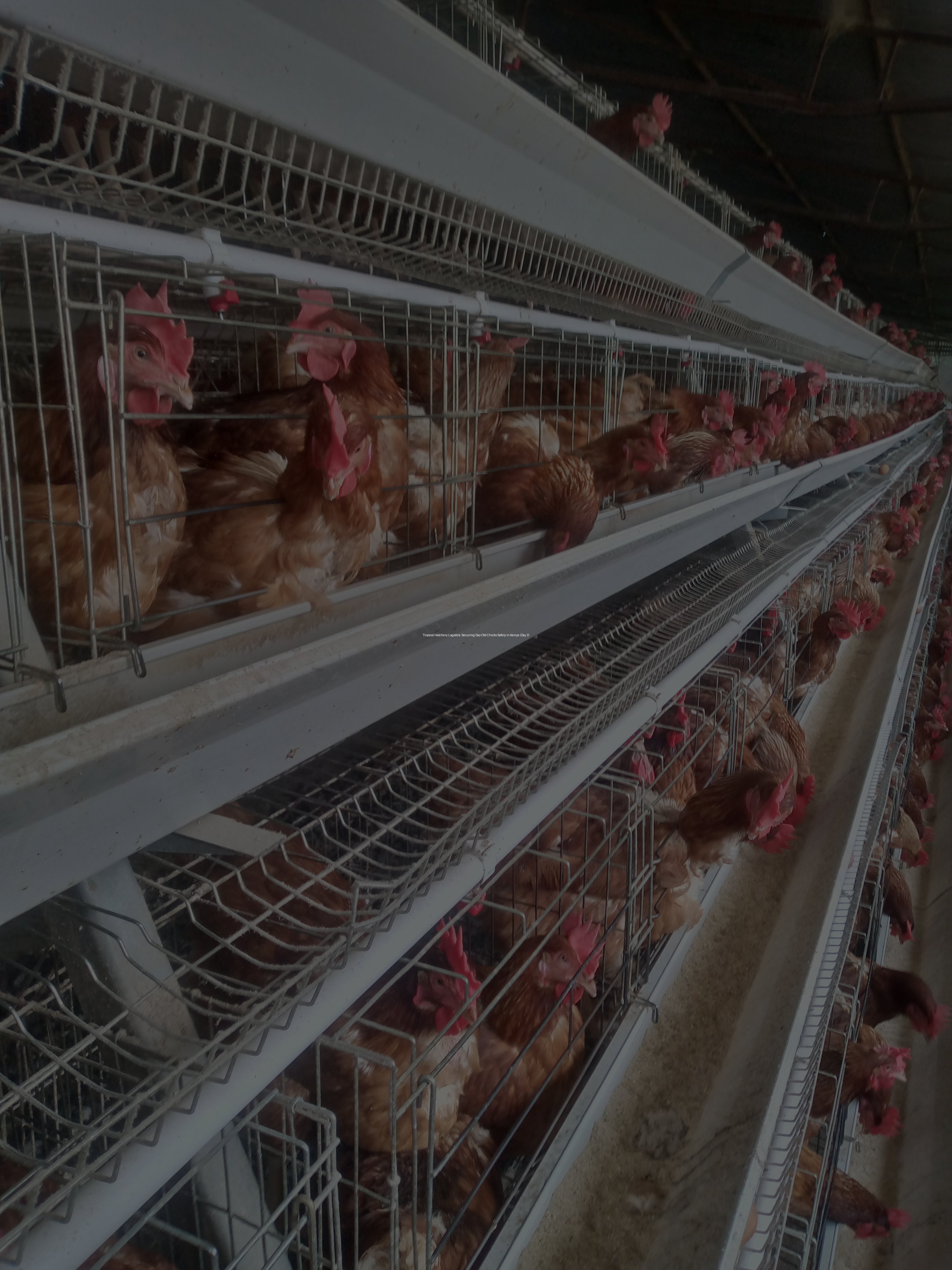 Tropical Hatchery Logistics: Securing Day-Old Chicks Safely in Kenya (Day 2)