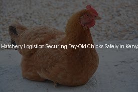 Tropical Hatchery Logistics: Securing Day-Old Chicks Safely in Kenya (Day 5)