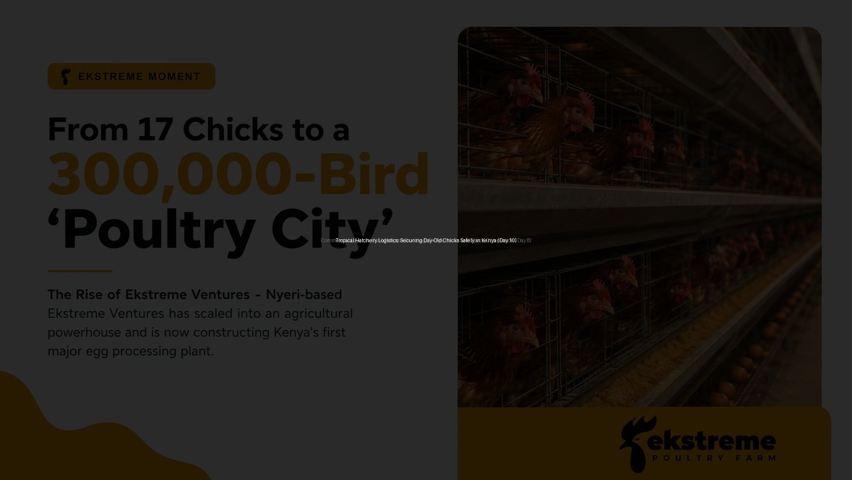 Tropical Hatchery Logistics: Securing Day-Old Chicks Safely in Kenya (Day 10)