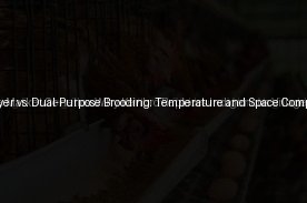 Commercial Layer vs. Dual-Purpose Brooding: Temperature and Space Comparison (Day 15)