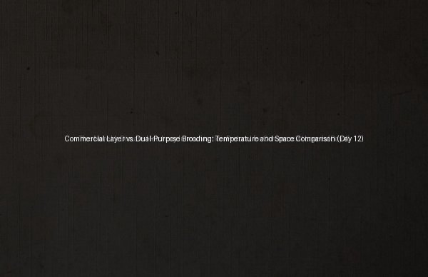 Commercial Layer vs. Dual-Purpose Brooding: Temperature and Space Comparison (Day 12)