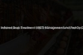 Day of Hatch Infrared Beak Treatment (IRBT) Management and Post-Op Care (Day 15)