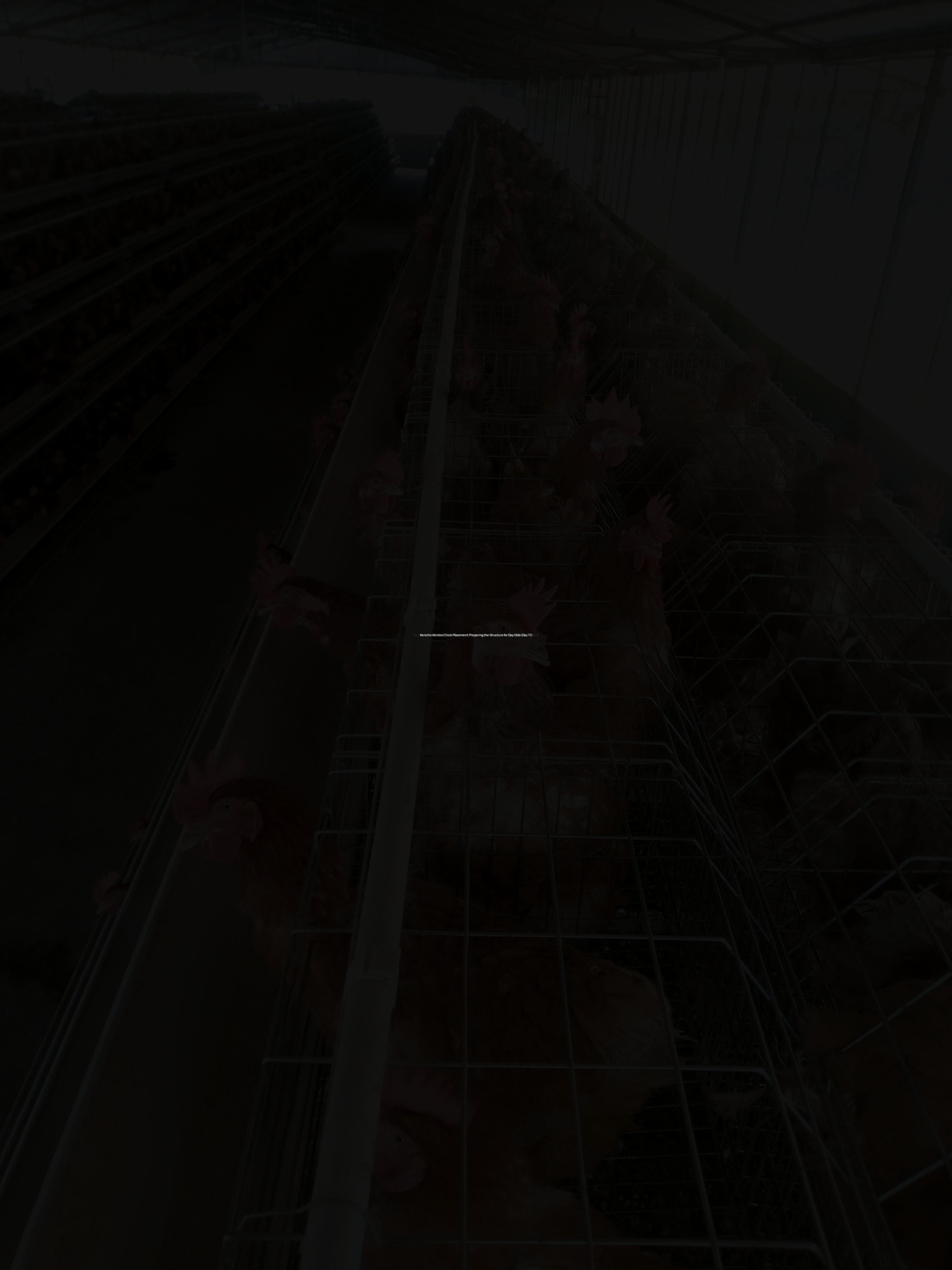 Kenchic Kenbro Chick Placement: Preparing the Structure for Day-Olds (Day 11)