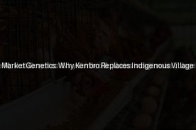 Managing Live Market Genetics: Why Kenbro Replaces Indigenous Village Breeds (Day 13)