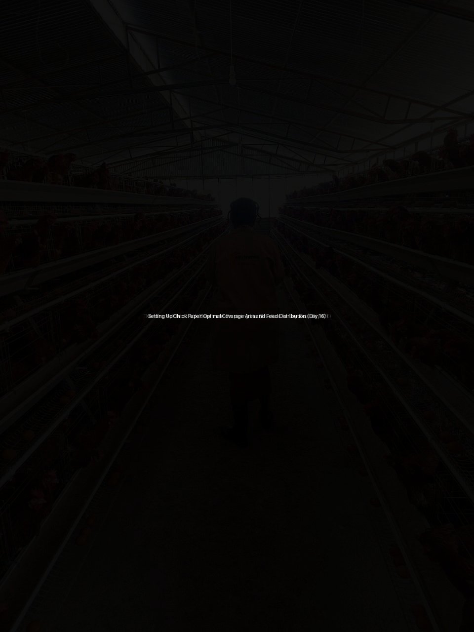 Setting Up Chick Paper: Optimal Coverage Area and Feed Distribution (Day 16)